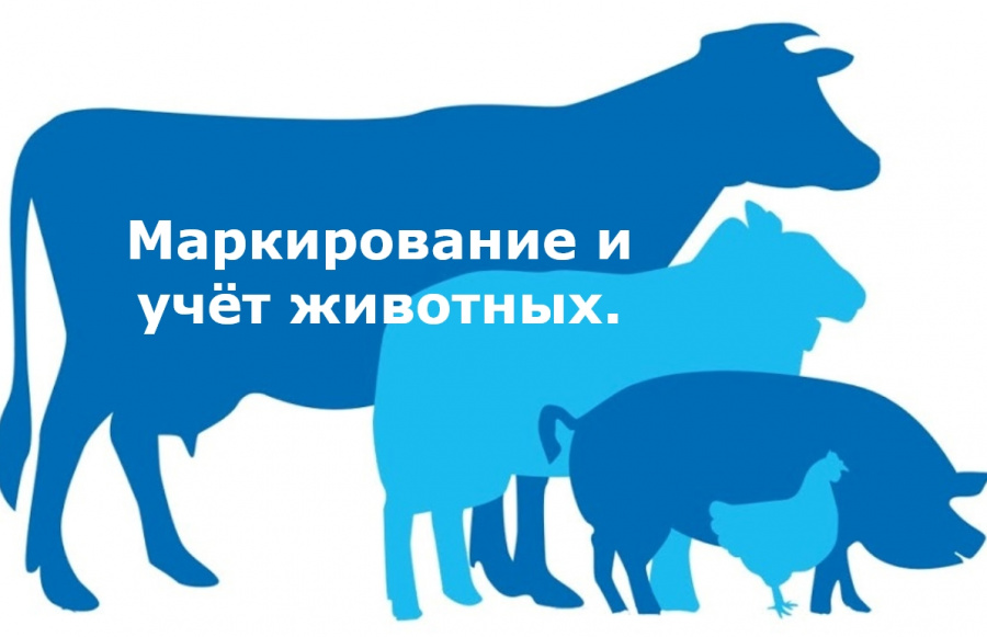 Всем гражданам, содержащим на своем подворье животных и птиц! Всем гражданам, содержащим на своем подворье животных и птиц!