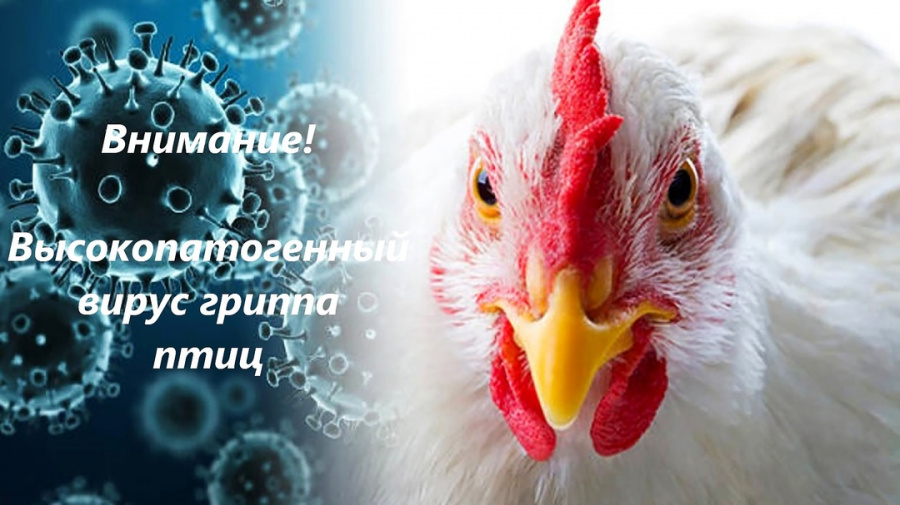 Внимание! Высокопатогенный вирус гриппа птиц
