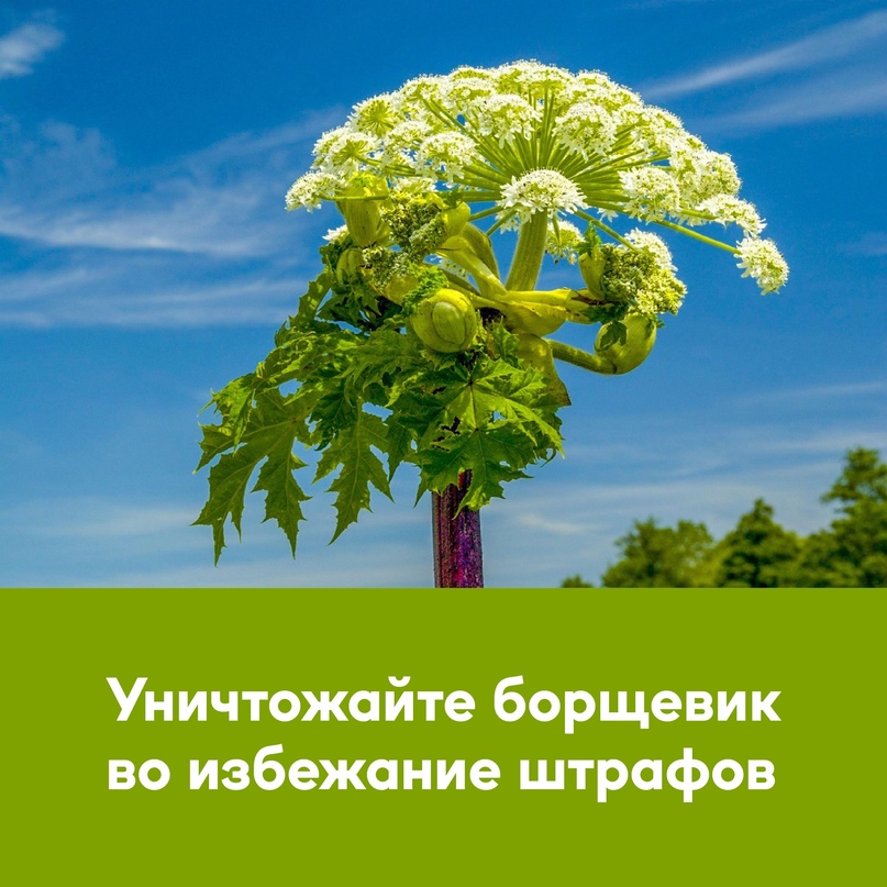 Борщевик – опасное растение, которое необходимо уничтожать Борщевик – опасное растение, которое необходимо уничтожать
