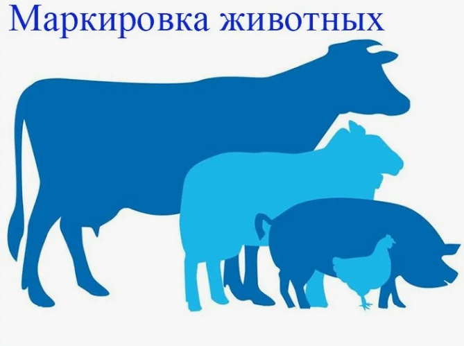 Маркировка и учёт сельскохозяйственных животных