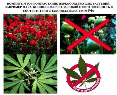 На территории Пермского края запланировано проведение оперативно - профилактической операции «Мак-2023»