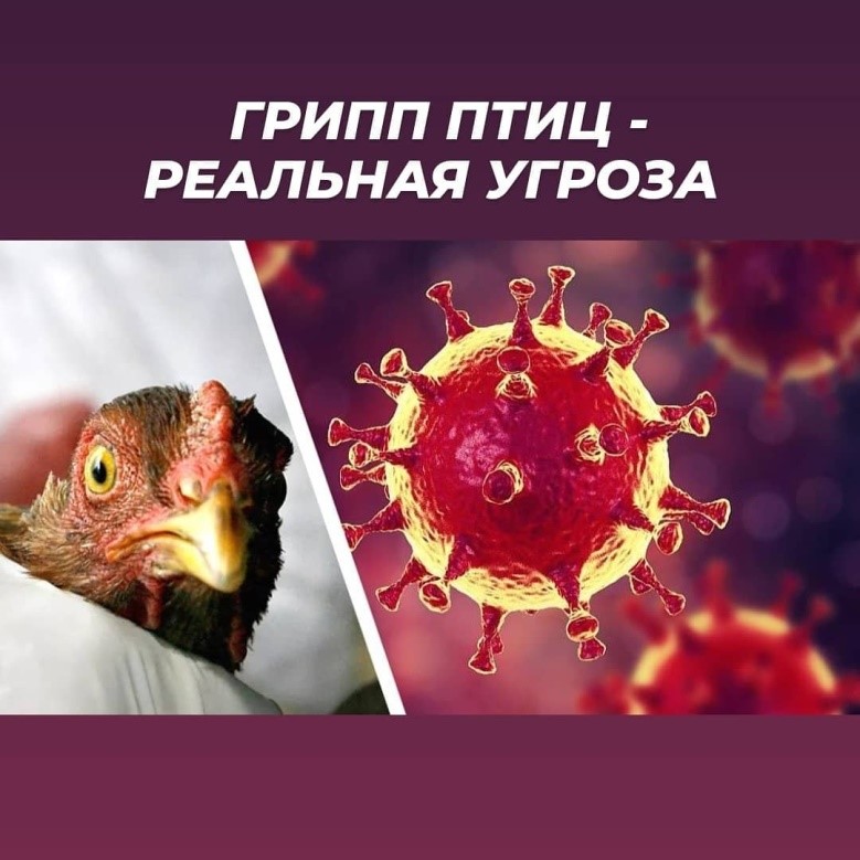 ПАМЯТКА населению по профилактике птичьего гриппа ПАМЯТКА населению по профилактике птичьего гриппа